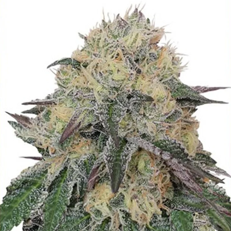 saltonverde2777706