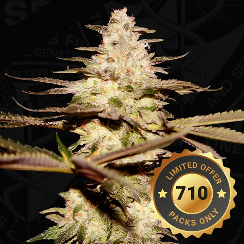 saltonverde2781418