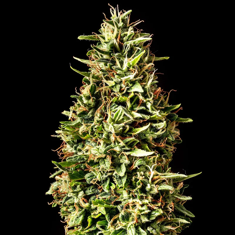 saltonverde2786792