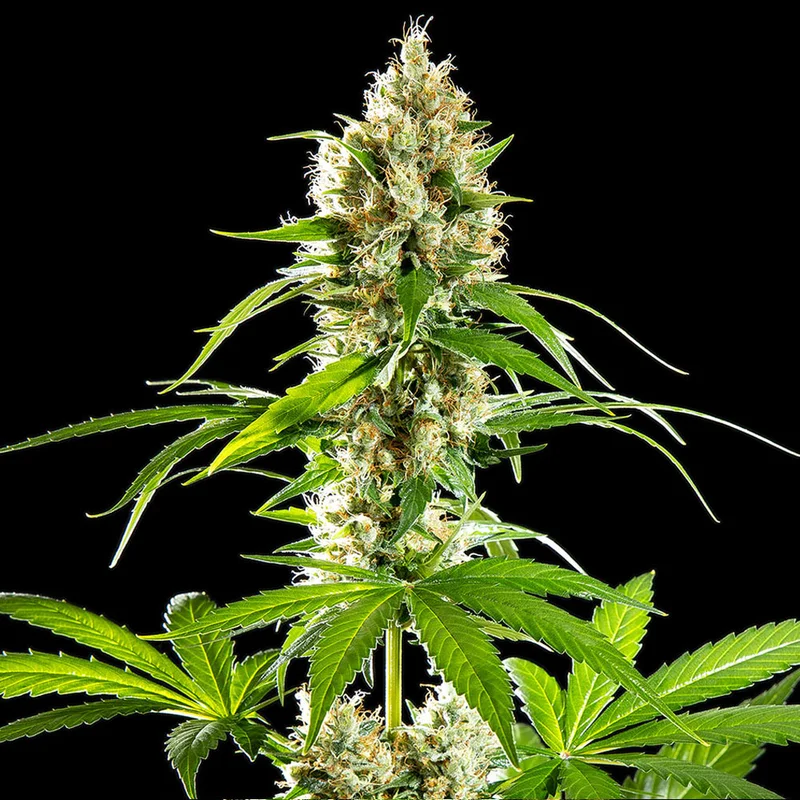saltonverde2786839