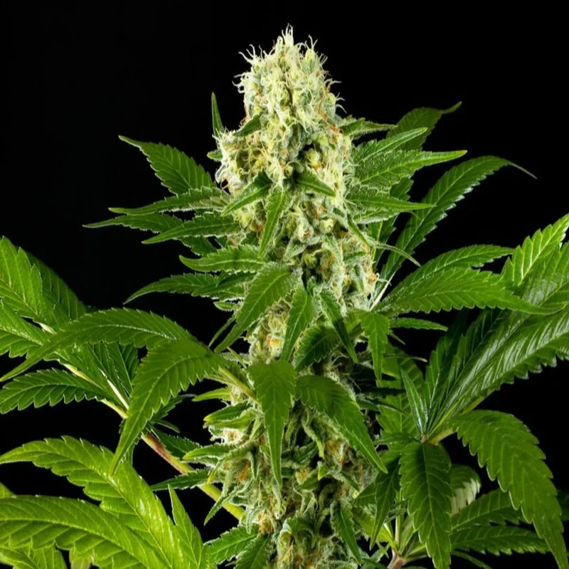 saltonverde2786895