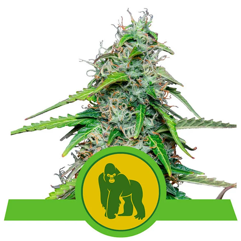 saltonverde2788750
