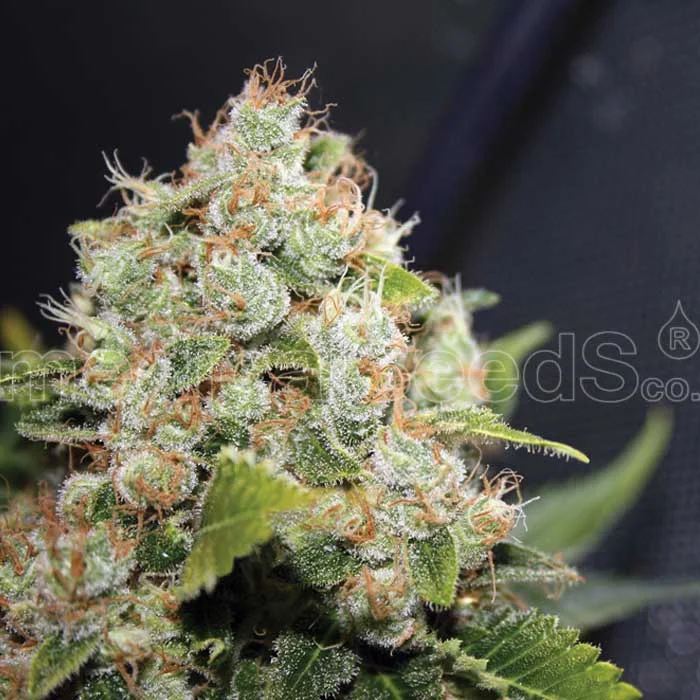 saltonverde2789802