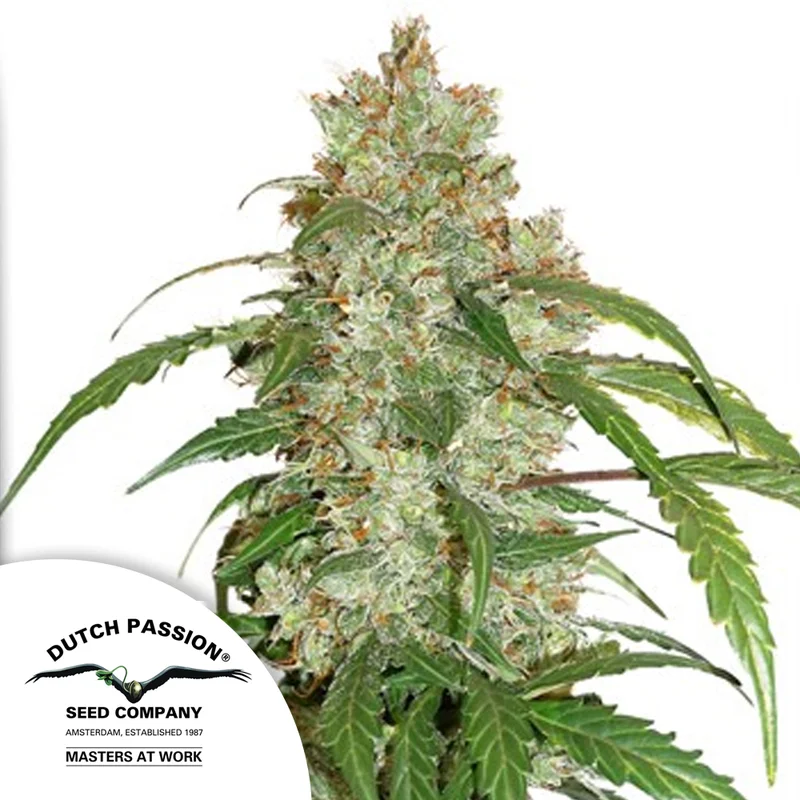saltonverde2790701