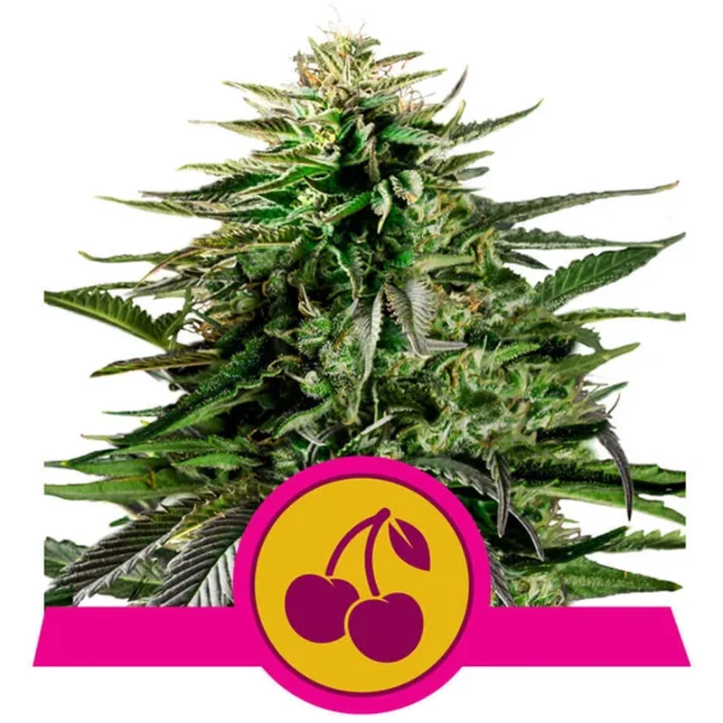 saltonverde2791332