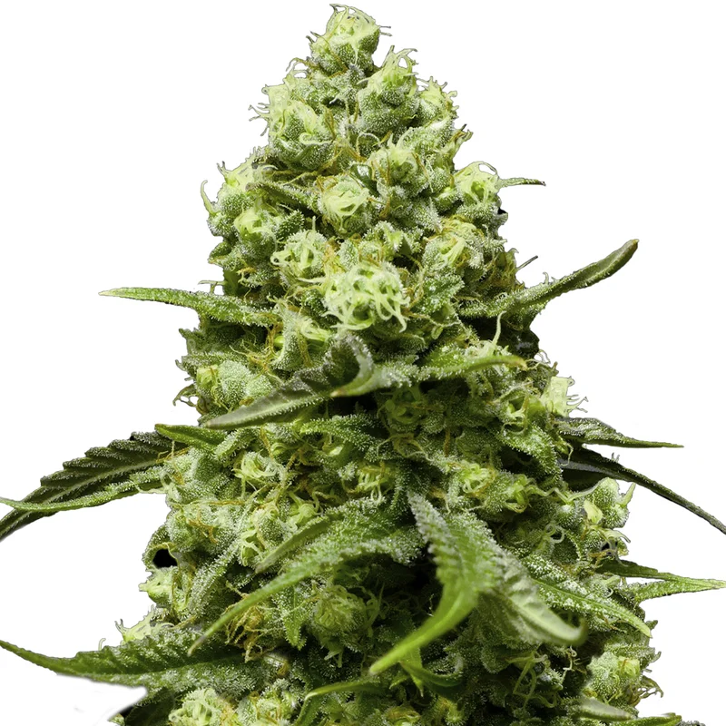 saltonverde2792514