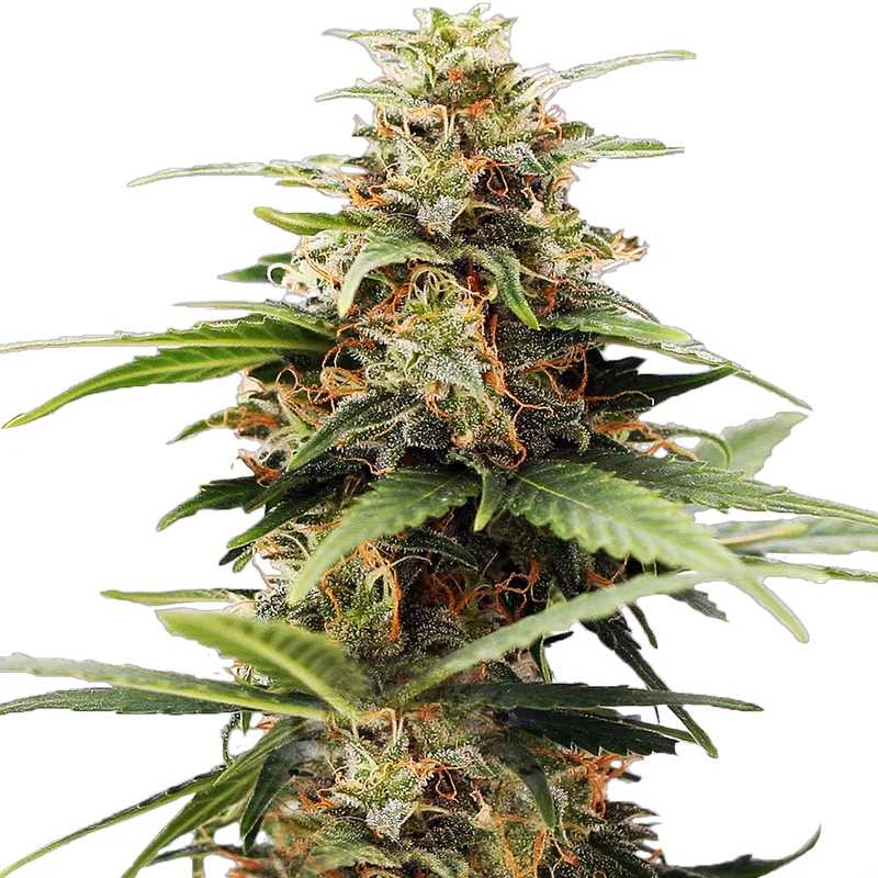 saltonverde2792559