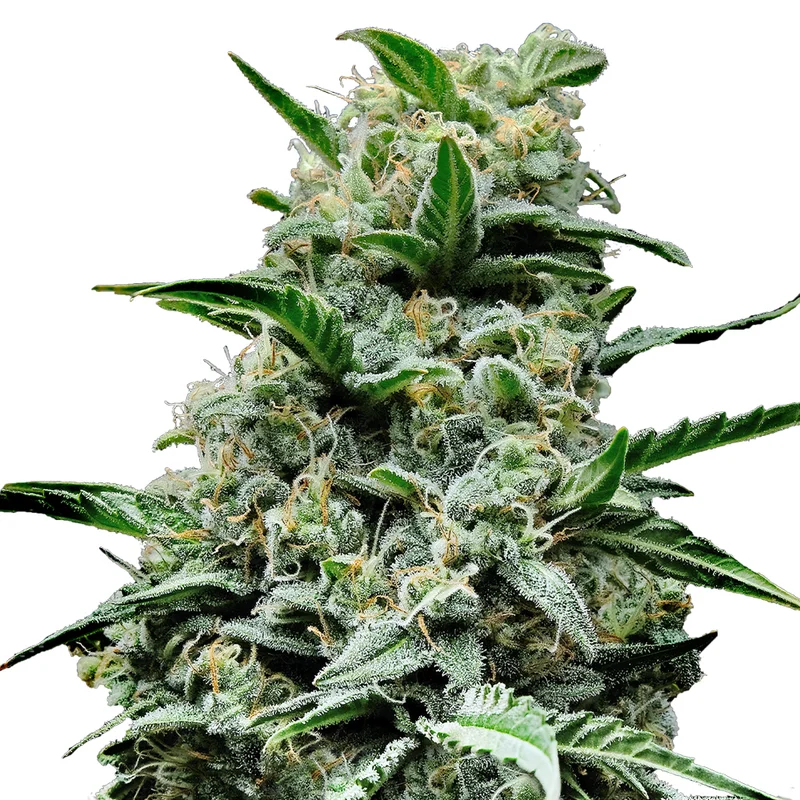saltonverde2792631