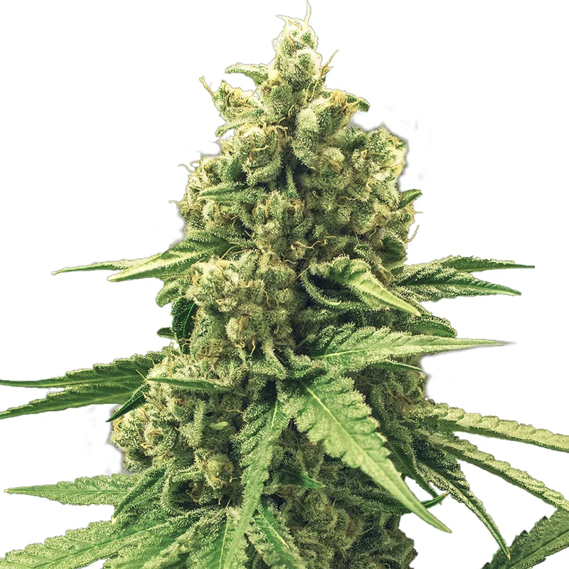 saltonverde2792724