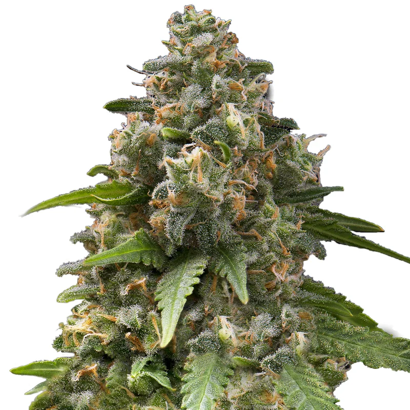 saltonverde2792770