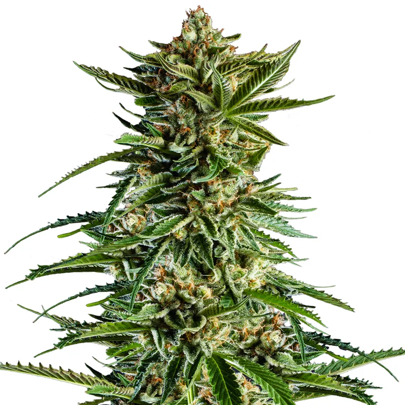 saltonverde2792789