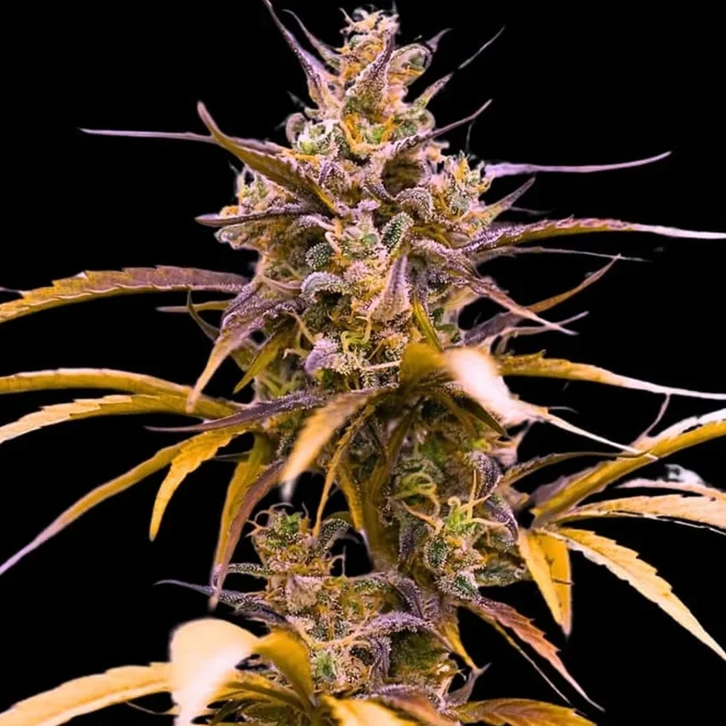 saltonverde2793543