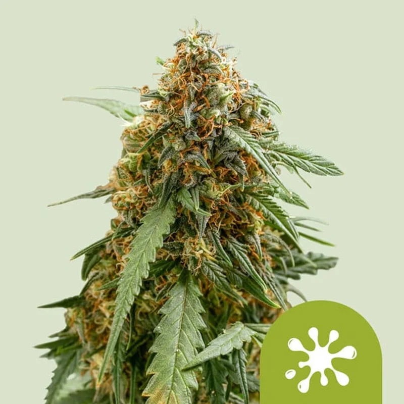 saltonverde2793970