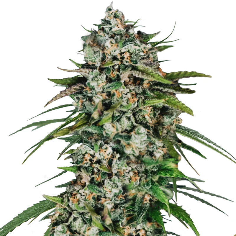 saltonverde2795316