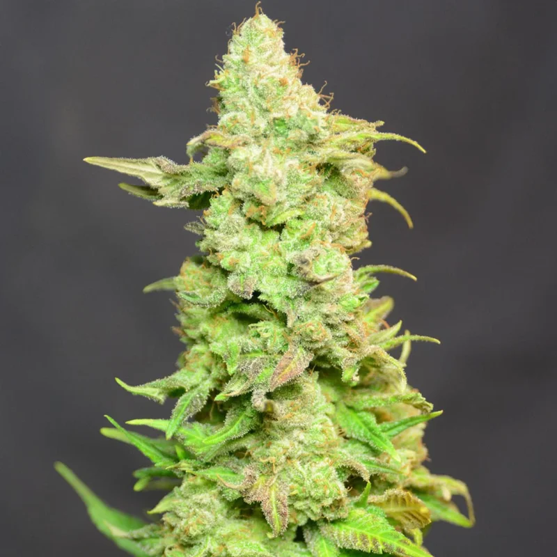 saltonverde2795705