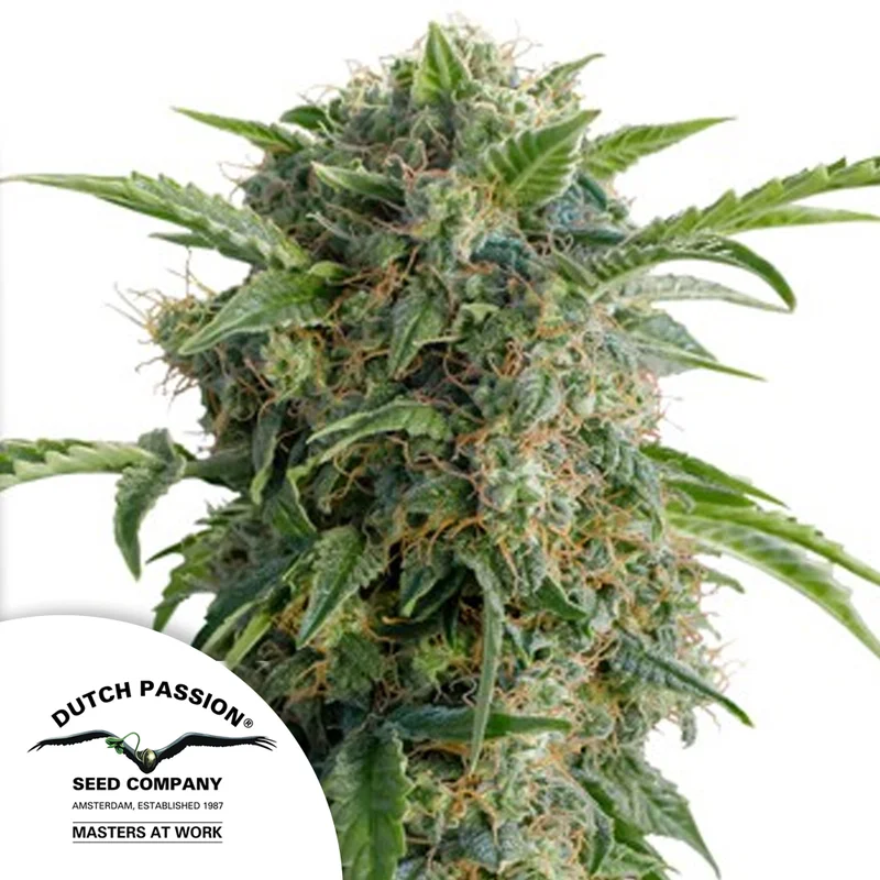 saltonverde2796022