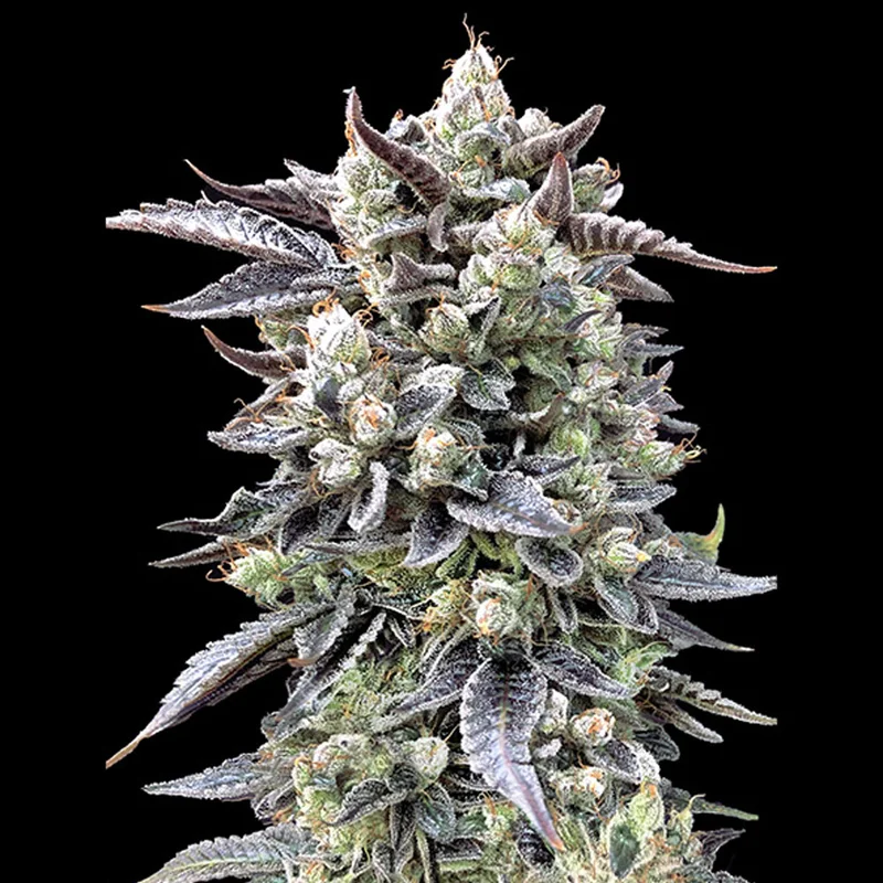 saltonverde2796047