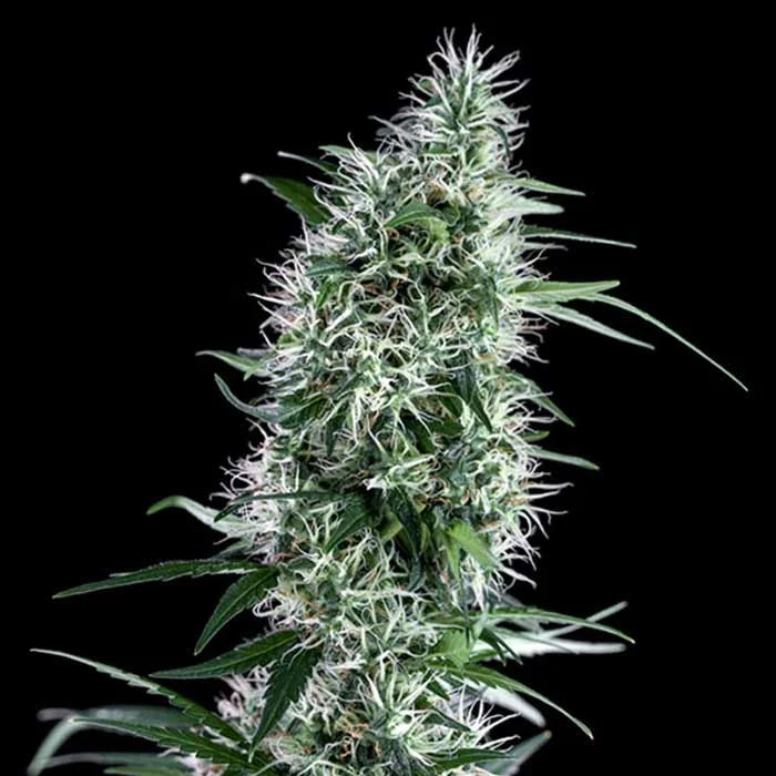 saltonverde2796900