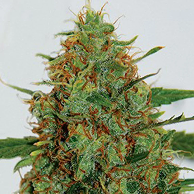 saltonverde2797654