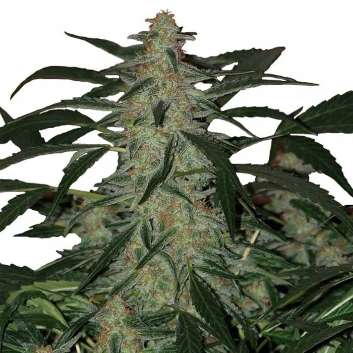 saltonverde2797816