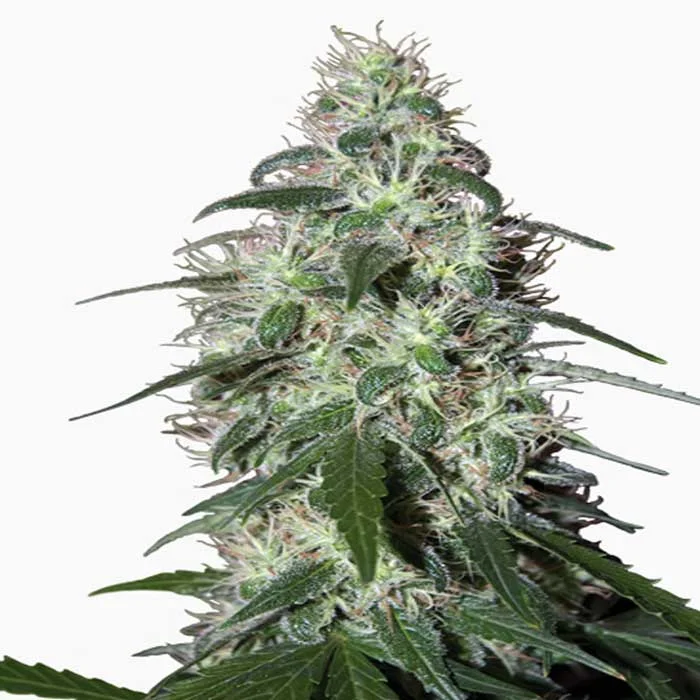 saltonverde2797845