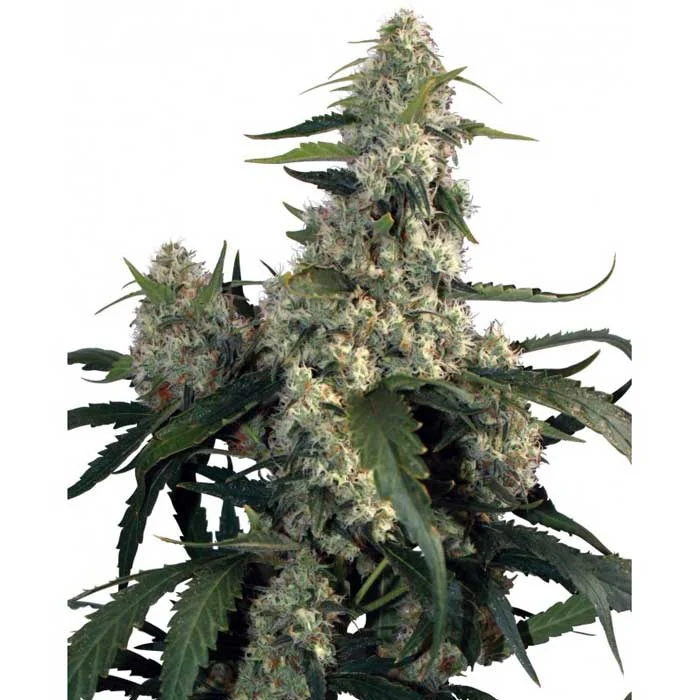saltonverde2797903