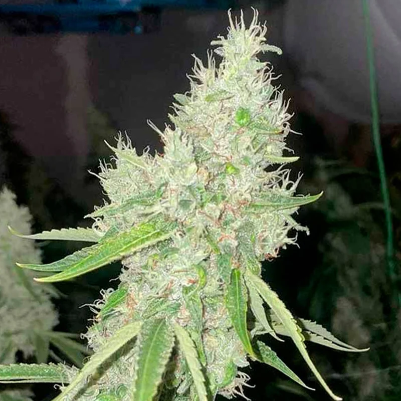 saltonverde2797996
