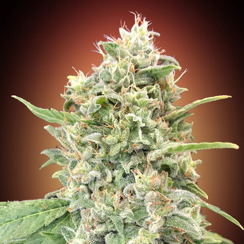 saltonverde2798660