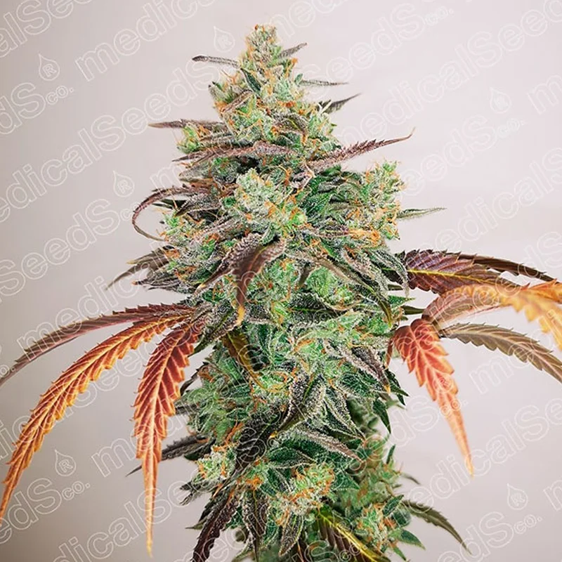 saltonverde2799048