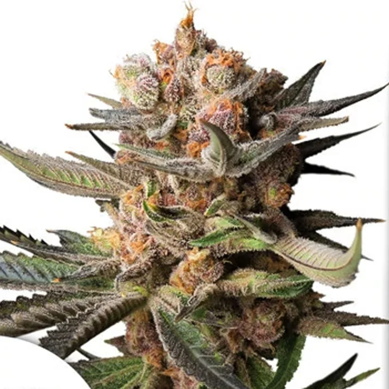 saltonverde2800786