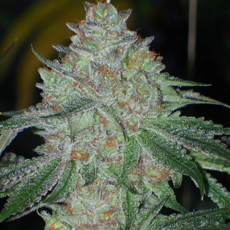 saltonverde2800868