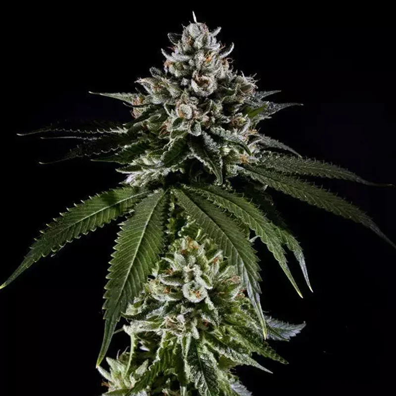 saltonverde2800912