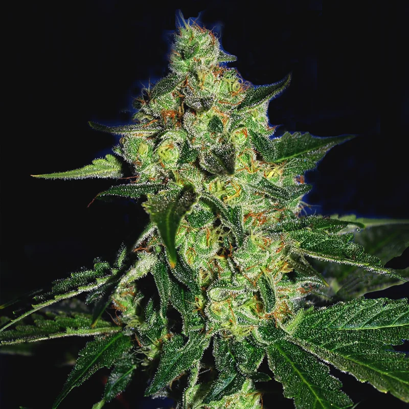 saltonverde2801215