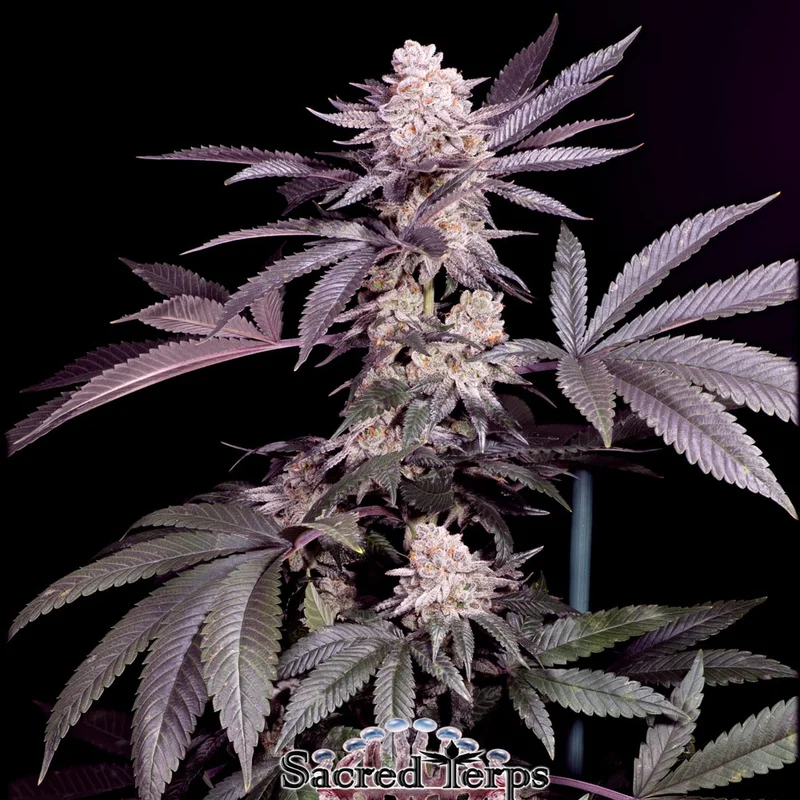 saltonverde2803445