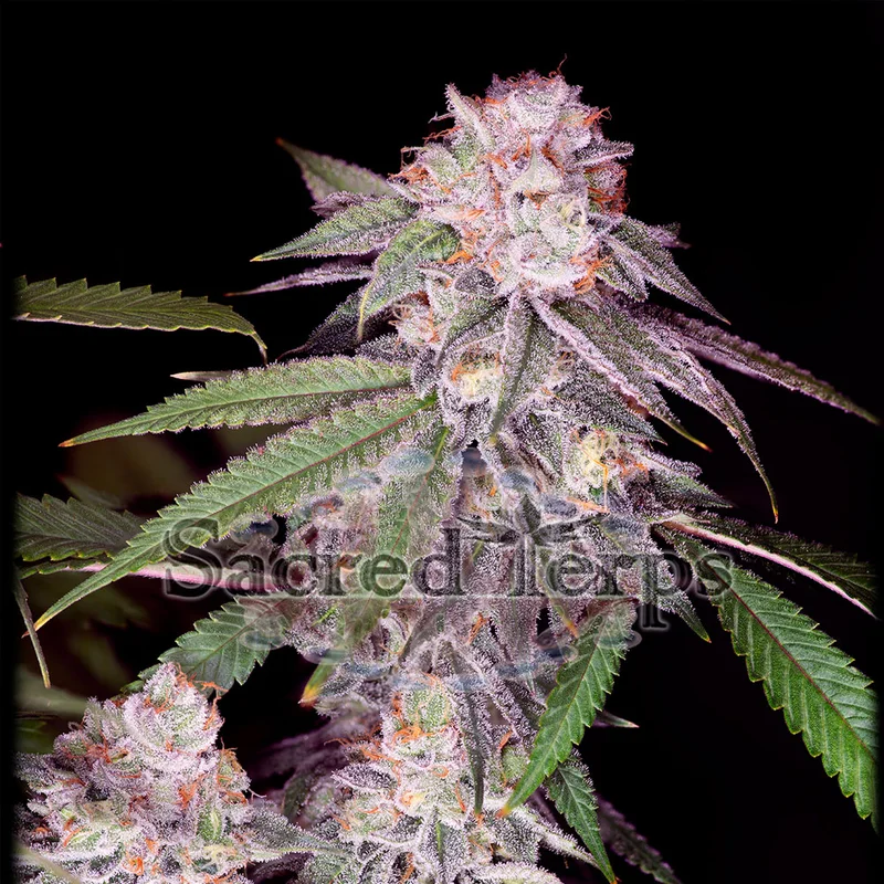 saltonverde2803496