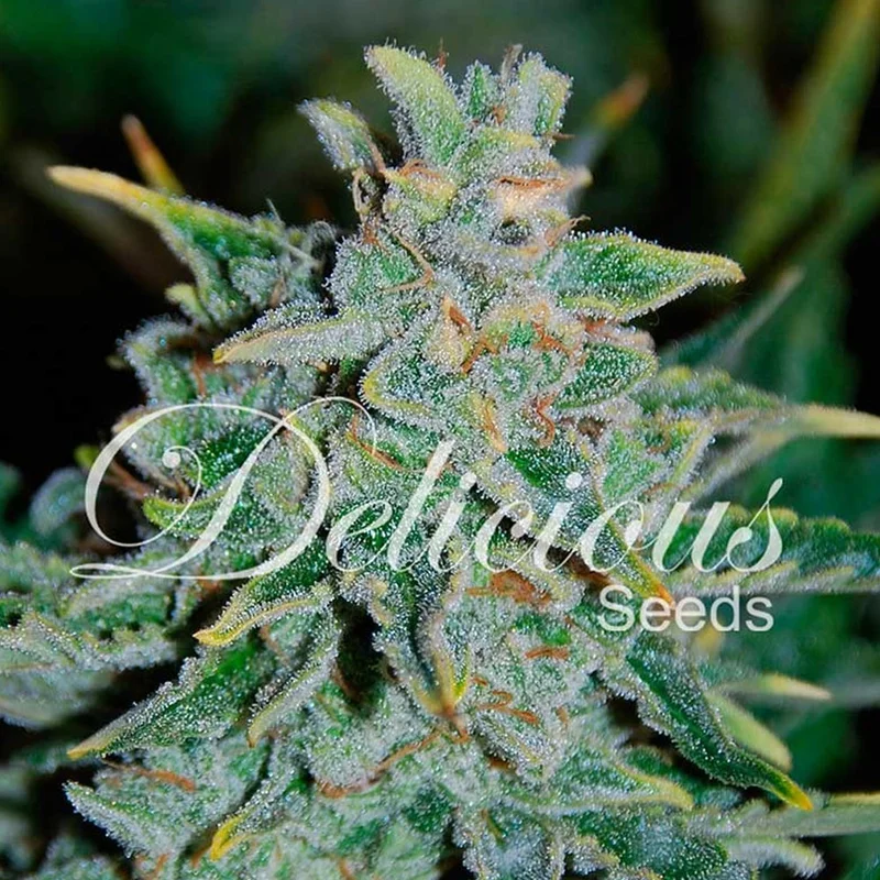 saltonverde2803594