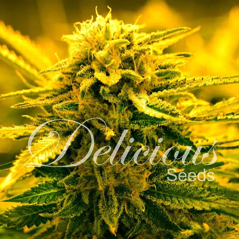 saltonverde2803664