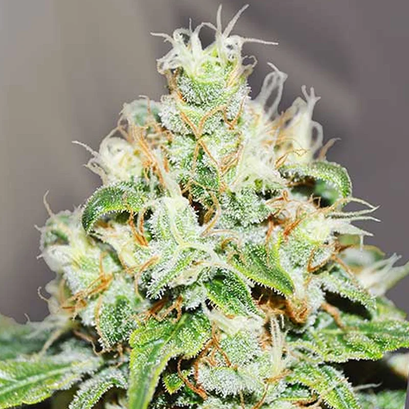 saltonverde2803959