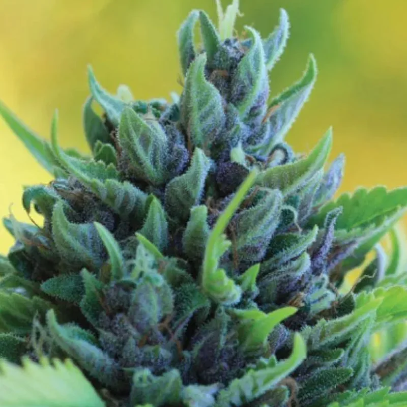 saltonverde2804265
