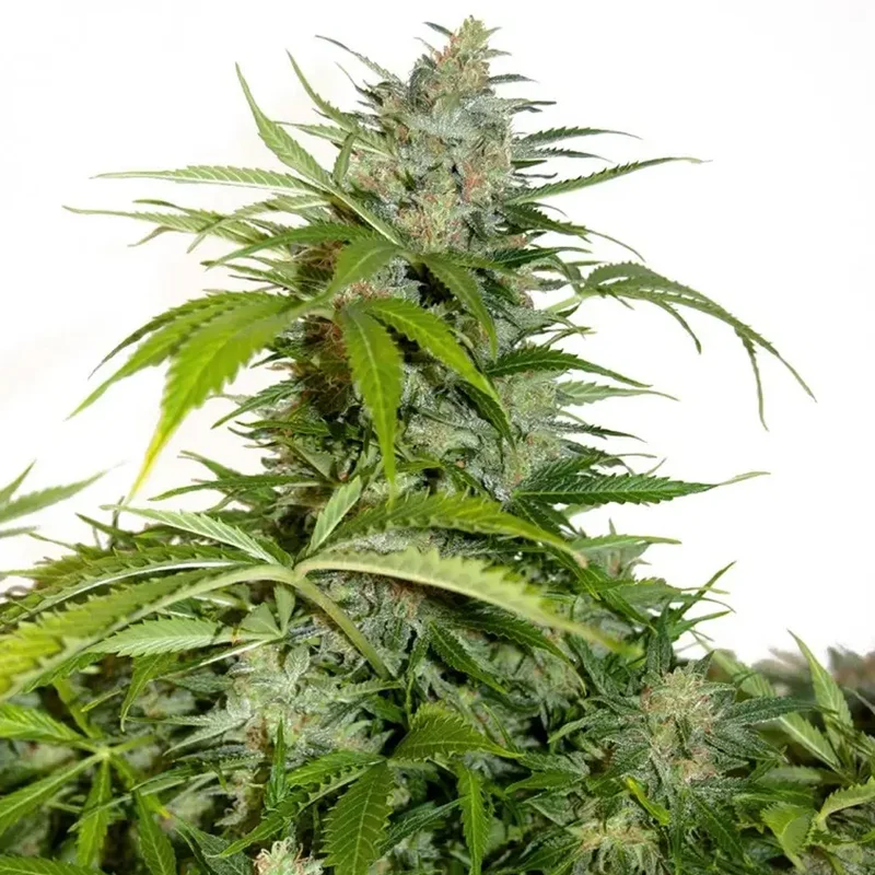 saltonverde2804419