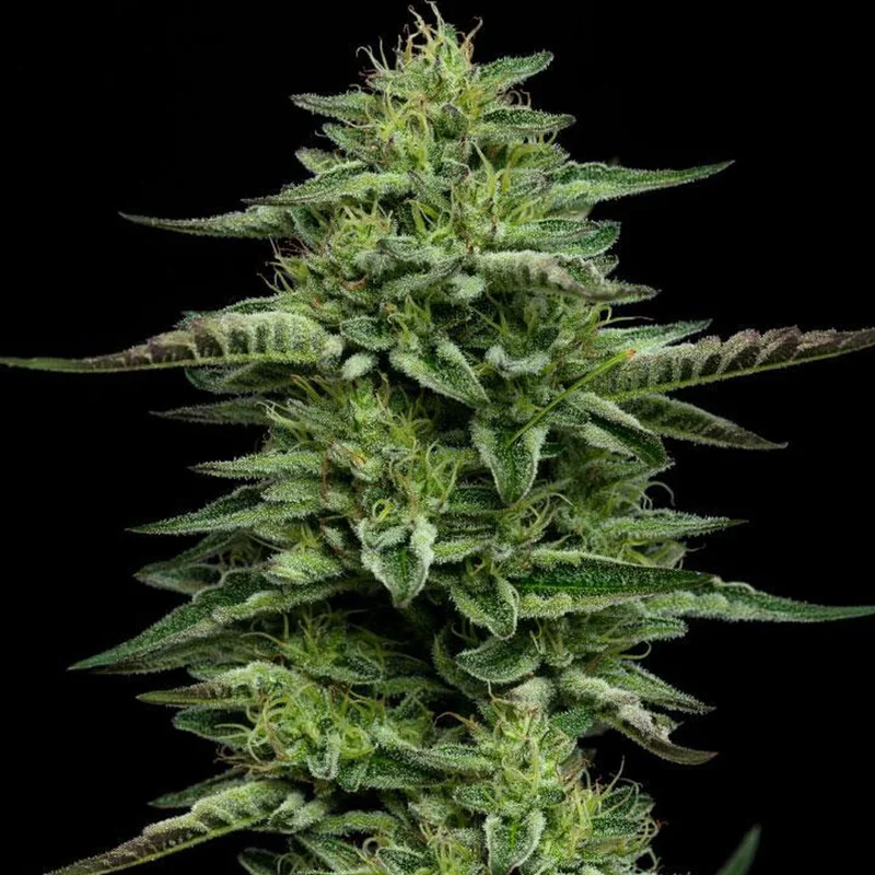 saltonverde2804823