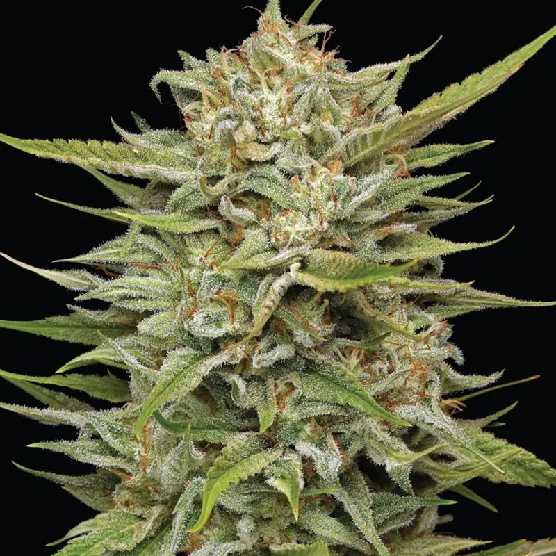 saltonverde2804970