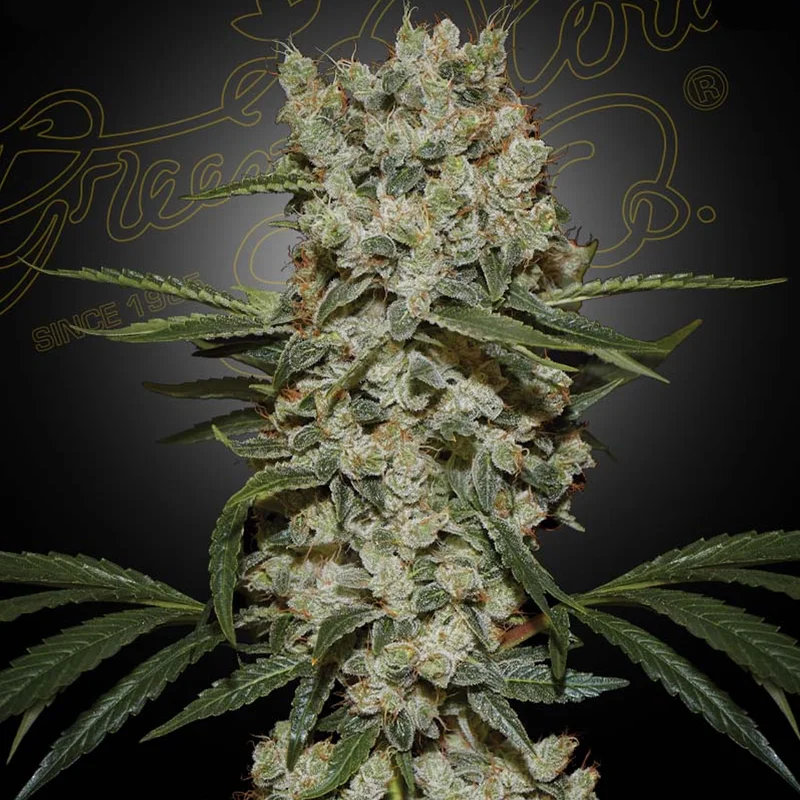 saltonverde2805885