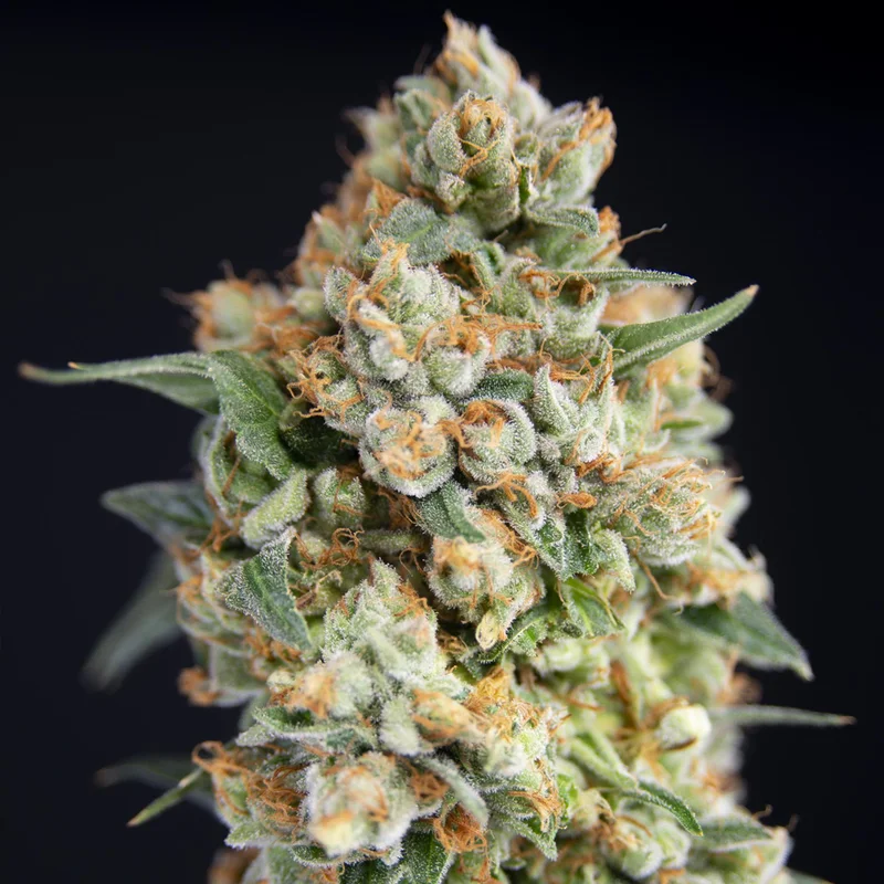 saltonverde2805947
