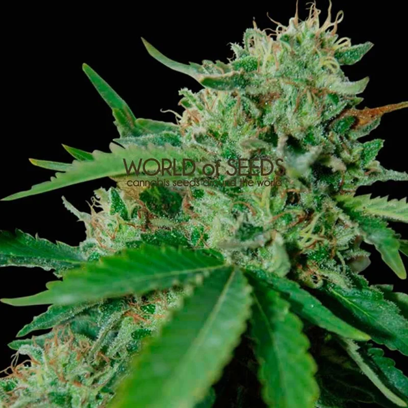 saltonverde2806252