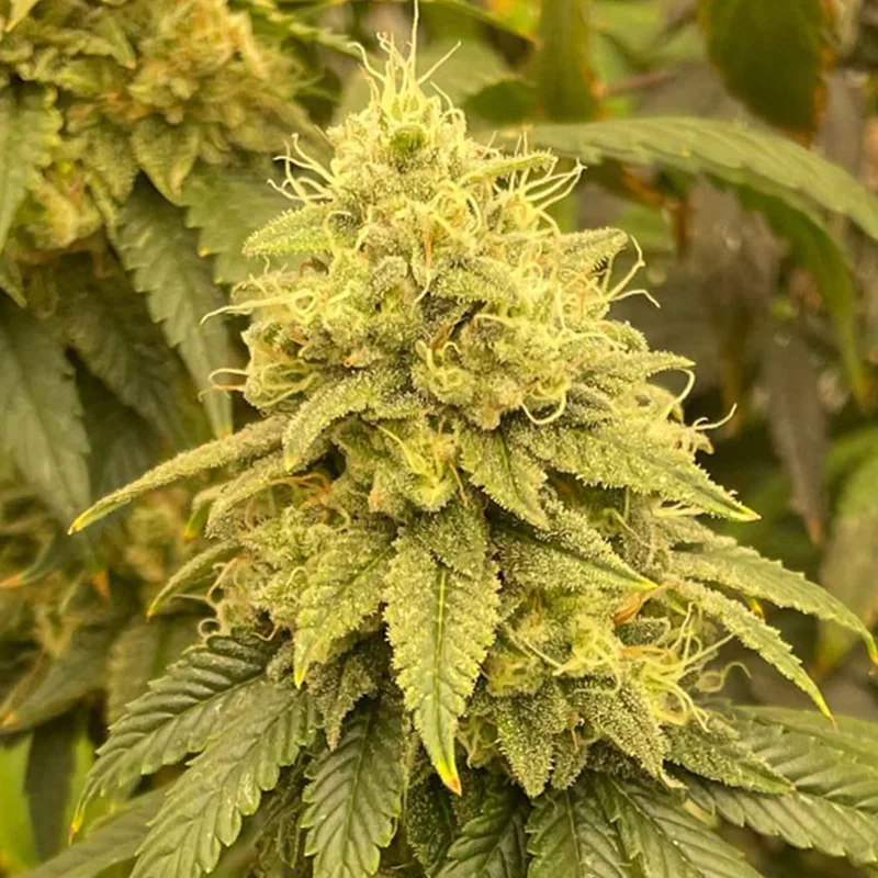 saltonverde2808025