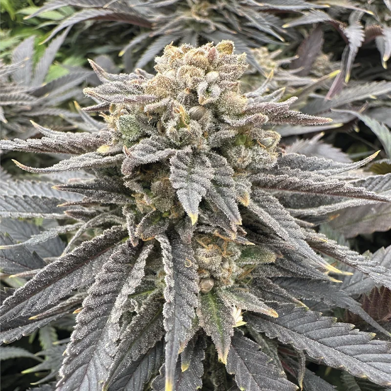 saltonverde2808171