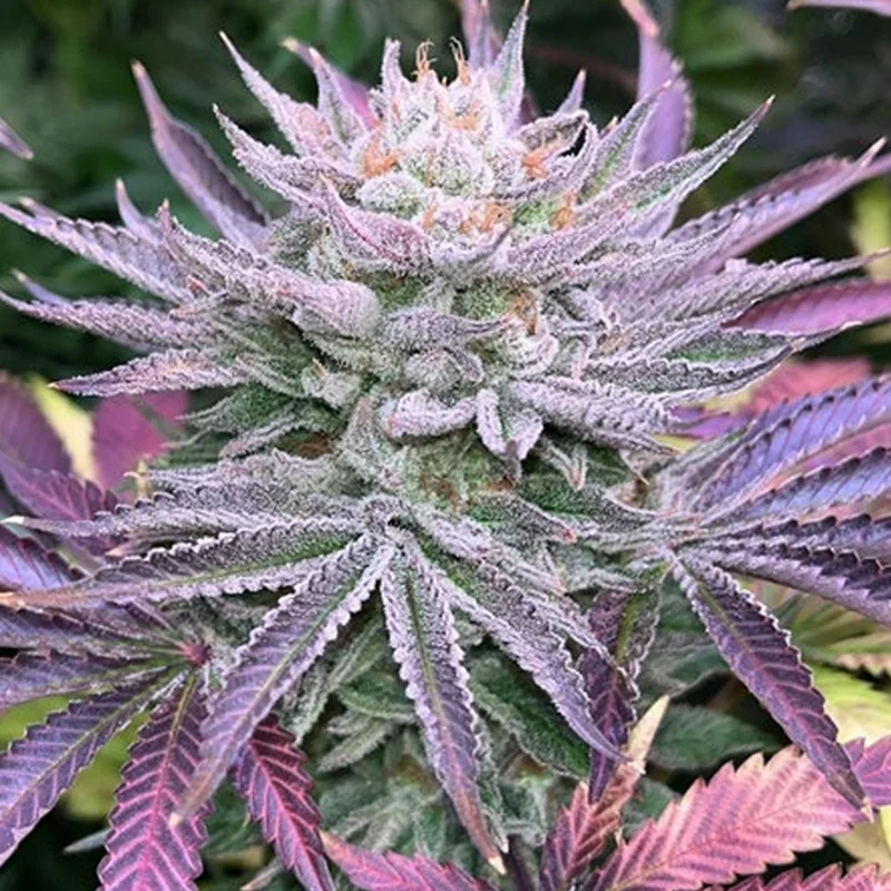 saltonverde2808229