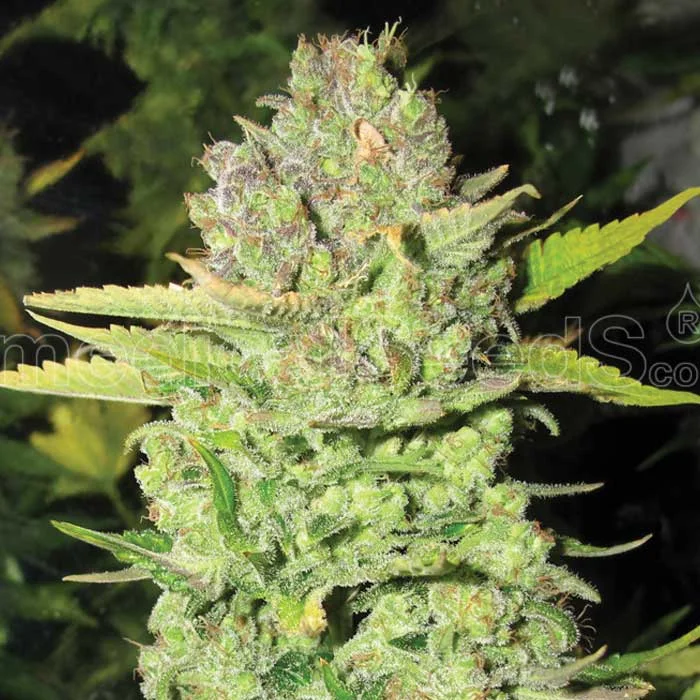 saltonverde2808686
