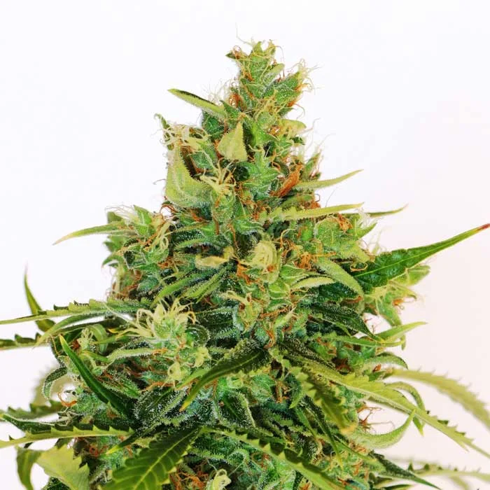 saltonverde2812261